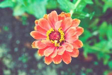 Green, Pink, Peach