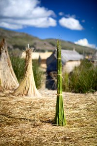 Lake titicaca, Village, Reed photo