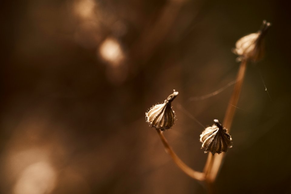 Brown, Background, Nature