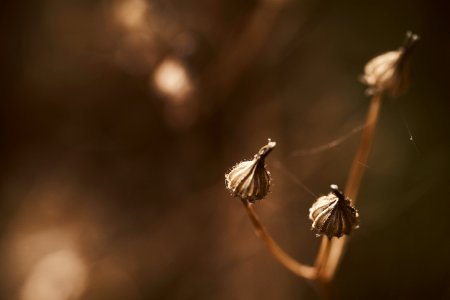 Brown, Background, Nature