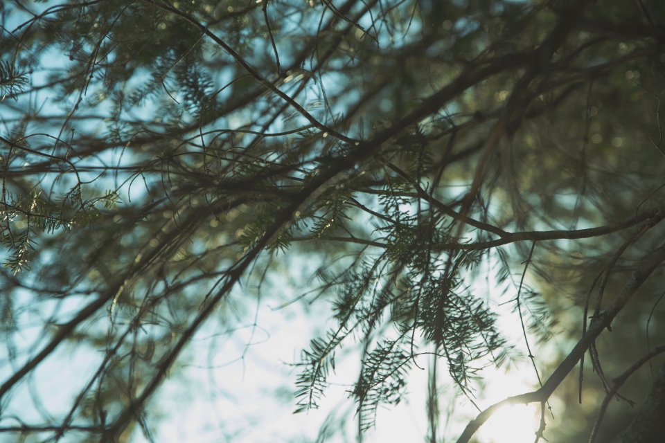 green tree with leaf