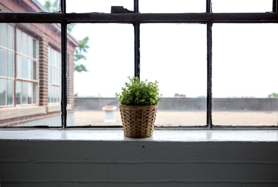 green leafed plant with brown wicker pot beside glass window