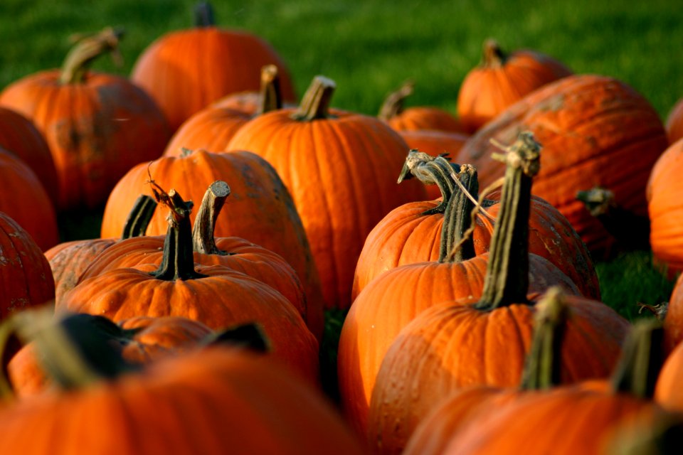 Autumn, Harvest, Halloween