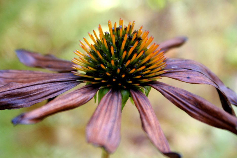 Nature, Flower