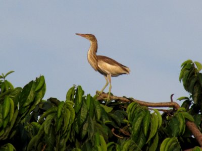 Bird photo