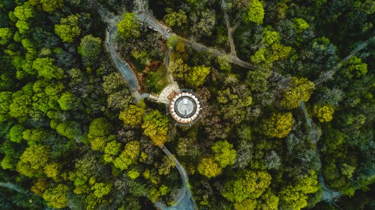 bird's eye view of forest photo