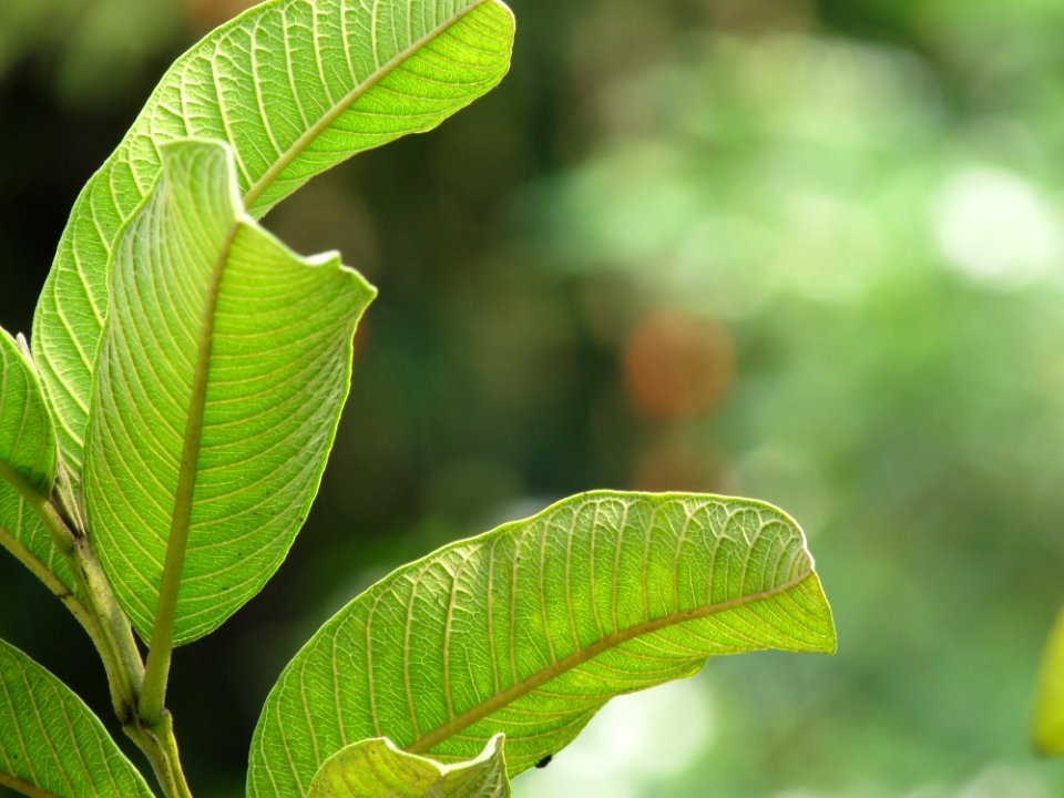 Leaves, Guava leaves