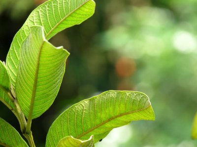 Leaves, Guava leaves