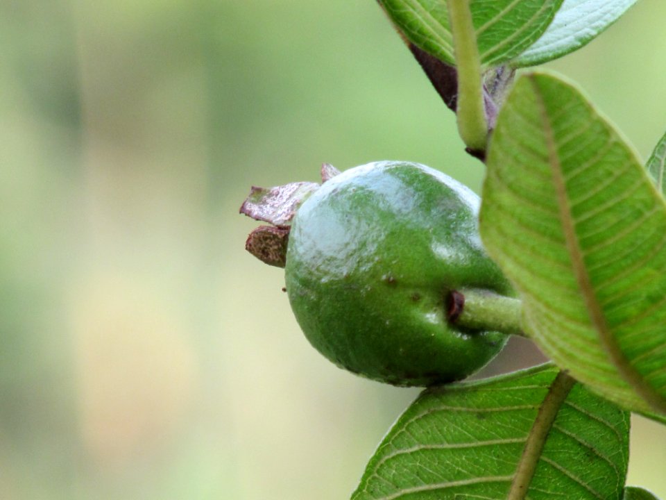 Guava leaves, Guava