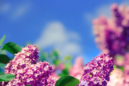 Nature spring health