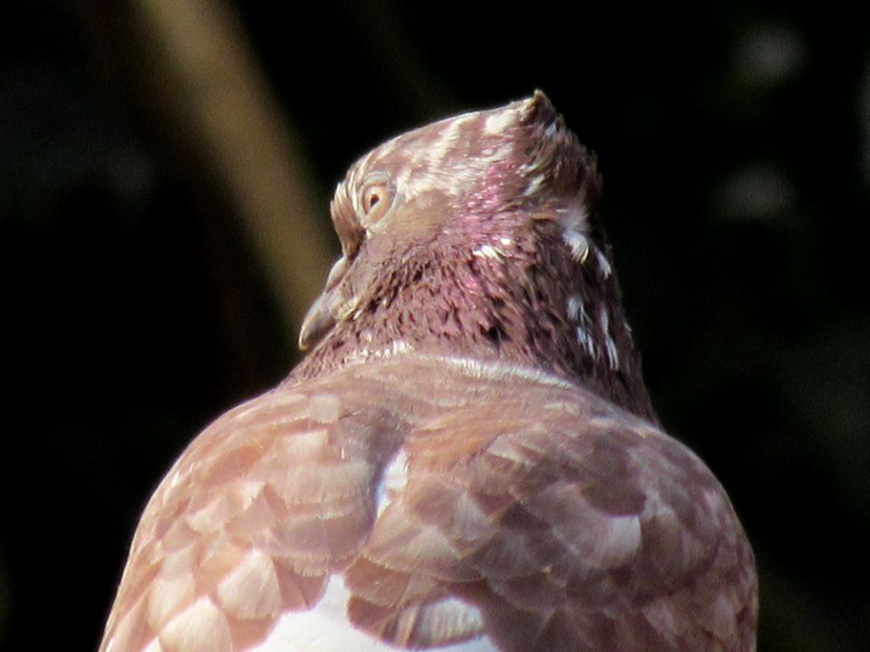 Pijan, Pijan bird, Bird