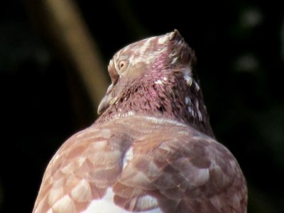 Pijan, Pijan bird, Bird