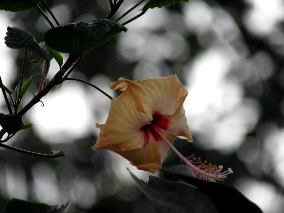 Hibiscus, Joba flower, Flower