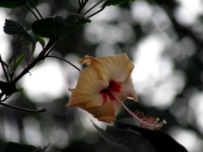 Hibiscus, Joba flower, Flower