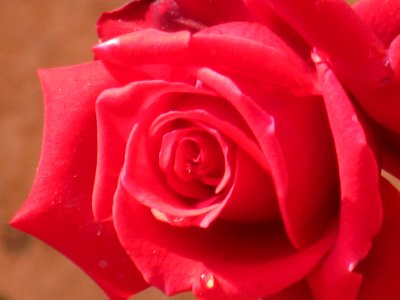 Rose, Flower, Rose flower photo