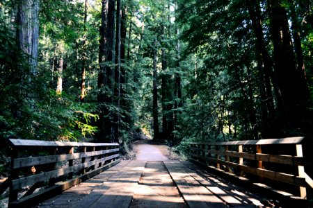 brown wooden bridge beside green leafed trees during daytime photo
