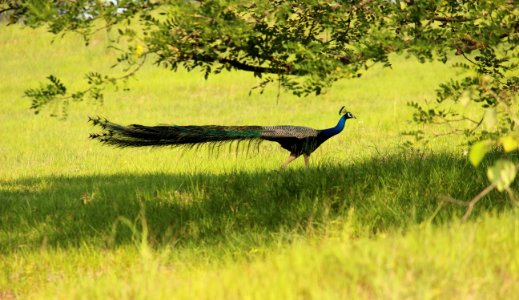 Kolhapur, India, Nature
