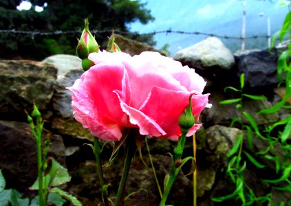 Jammu, Kashmir, Pink