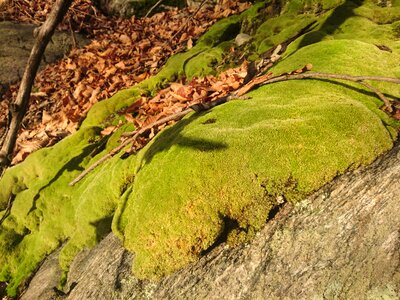 Moss forest wet