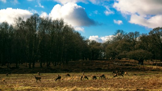 Richmond park, Richmond, United kingdom photo