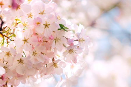 white Cherry Blossom flower