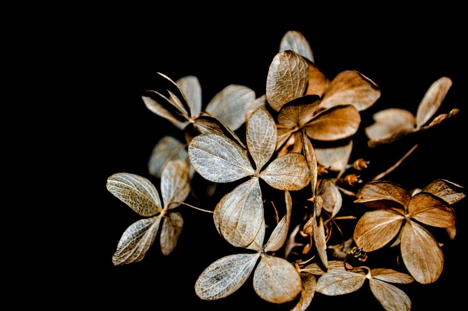 brown leaves