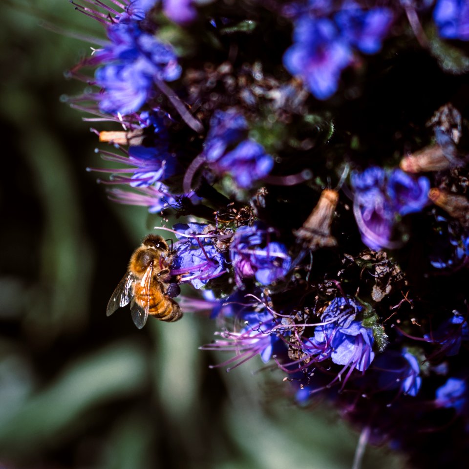 Elizabeth gamble garden, Palo alto, United states