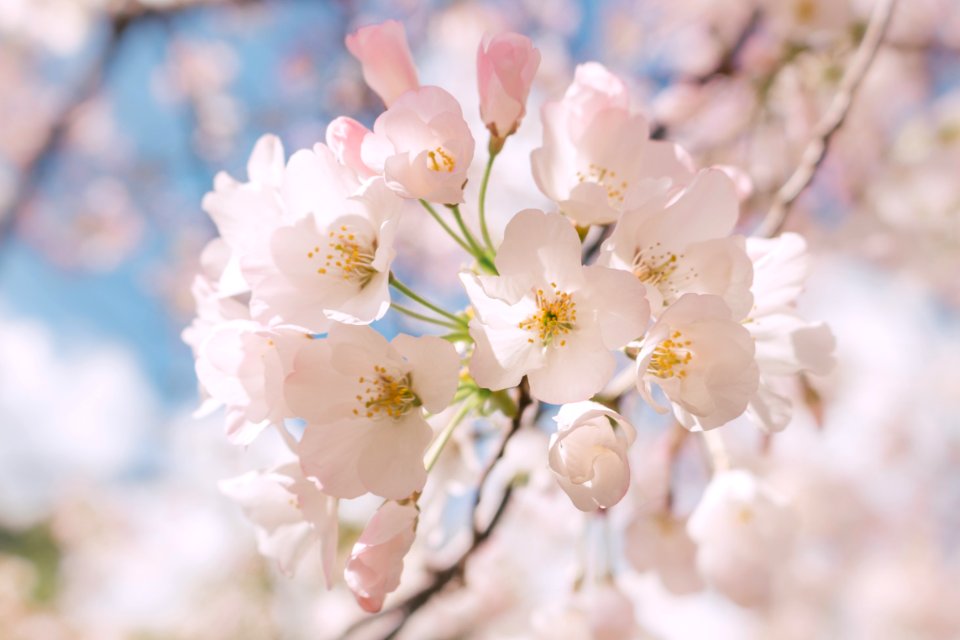 selective focus photography of white petaled flowers