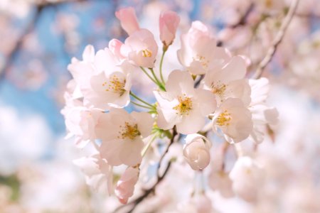 selective focus photography of white petaled flowers