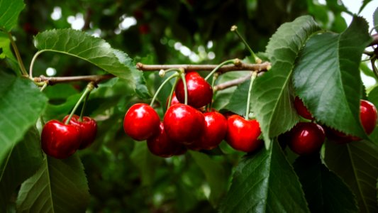 Cherry, Cherry tree, Cherries