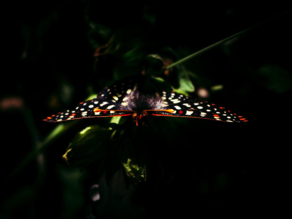 Insect, Nature, Butterfly