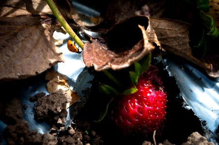 Nature, Strawberry, Ladybug photo