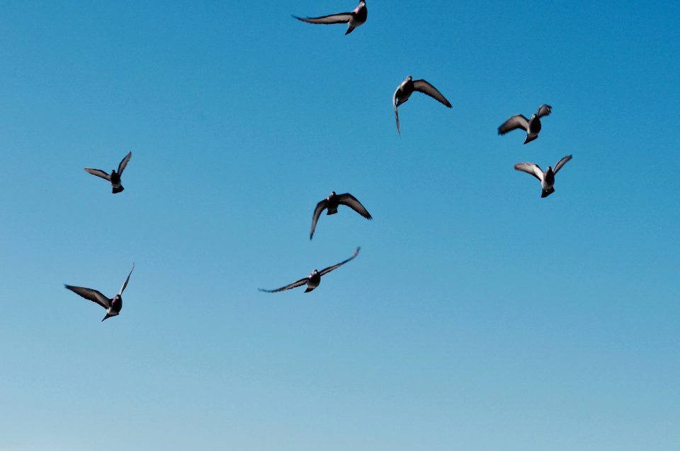 Flight, Wing, Flying bird
