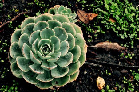 Palo alto, United states, Nature