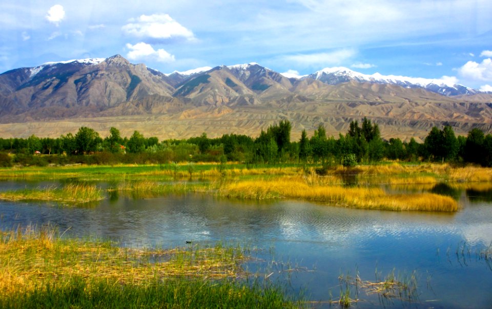 Qinghai, China, Meadow