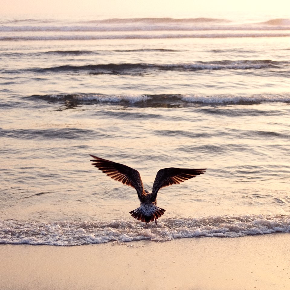 Praia da vagueira, Portugal, Wings
