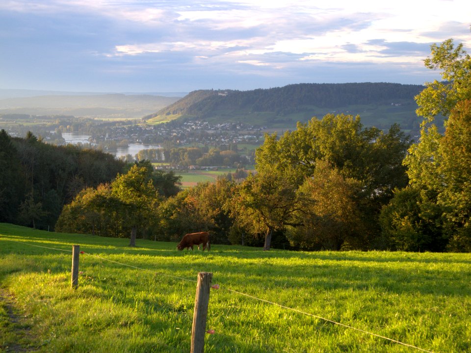landscape photo of horse eating grass