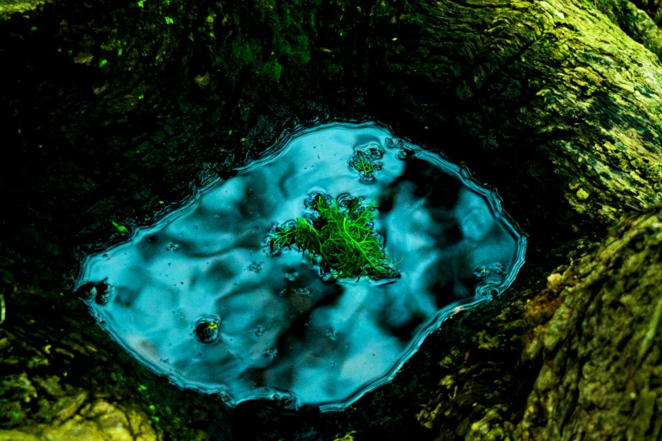Forest, Fantasy, Water