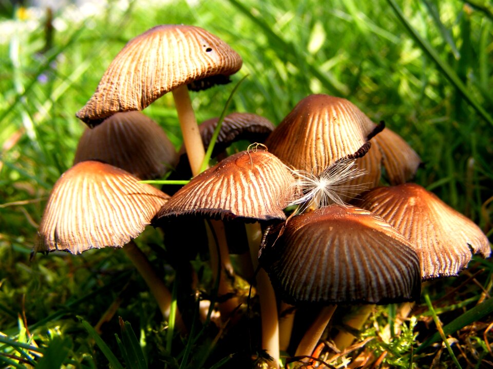 Nature macro fall