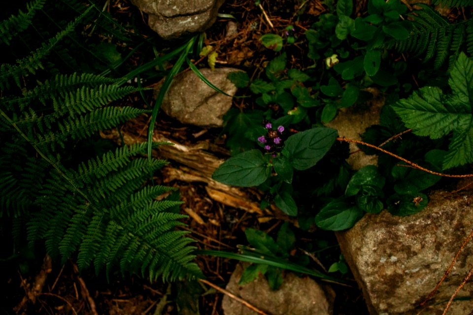 Carpathian mountains, Greenery, Flowers