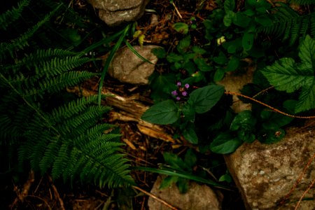 Carpathian mountains, Greenery, Flowers photo