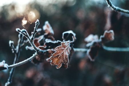 Netherl, Leaves, Frost photo