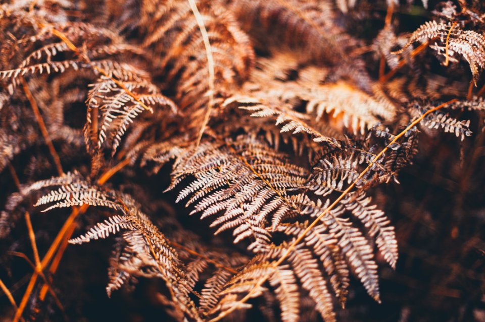 Forest, Texture, Fern photo