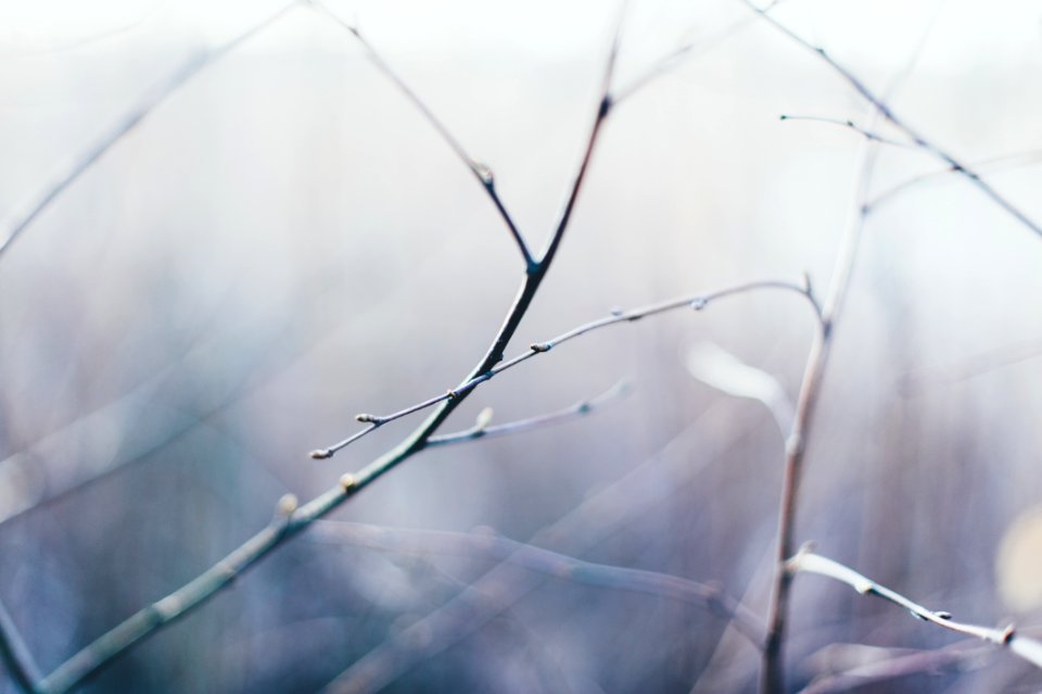 Lines, Wilderness, Wild