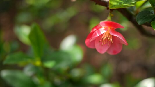 Spring flower open
