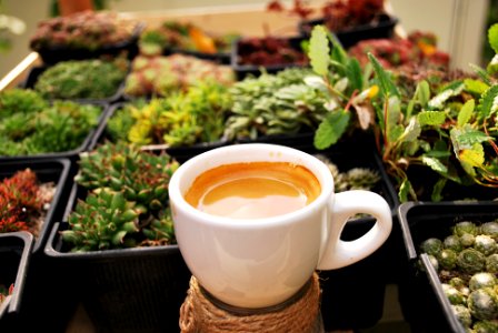 Succulent, Cup, Coffee
