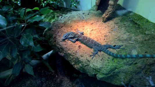 Zoo zrich, Zrich, Switzerl