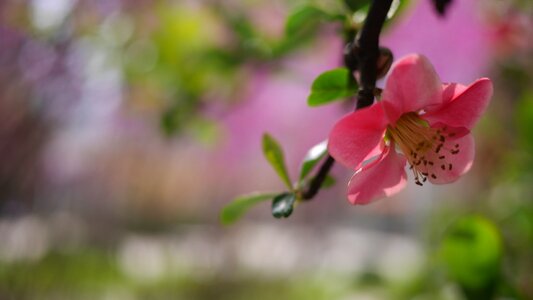 Spring flower open