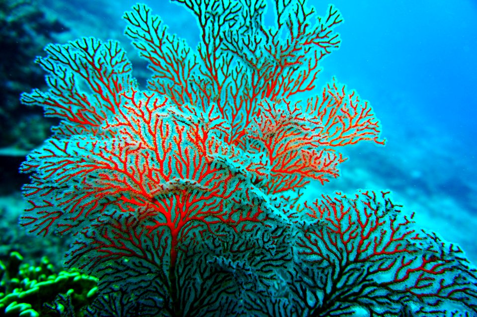 Indonesia, Gili trawangan, Scuba dive