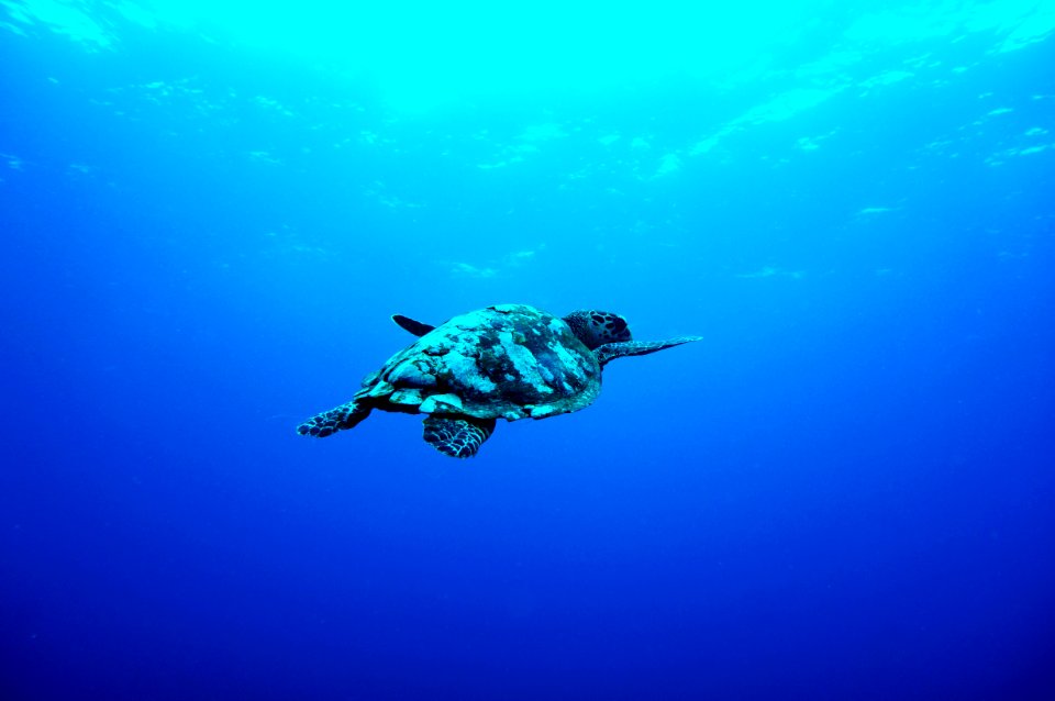 gray turtle swimming under the sea
